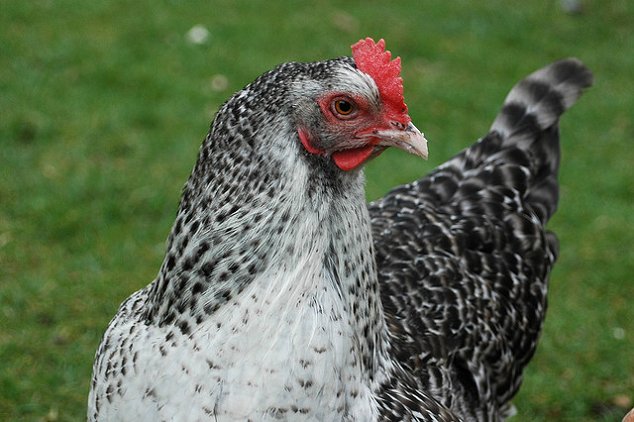 Marans-Chicken-Breed