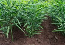 Ginger Production: A Comprehensive Guide (2022) ginger production