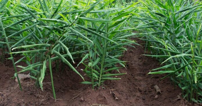 ginger production