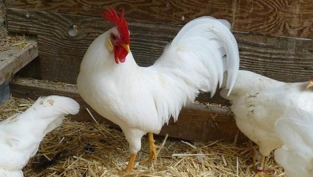 leghorn