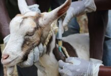 livestock diseases prevention and management
