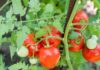 Ultimate Guide to Profitable Tomato Production tomato production