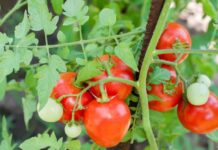 tomato production