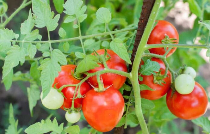 tomato production