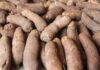 Improved Yam Varieties Released and Registered in Ghana improved yam varieties