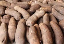 Improved Yam Varieties Released and Registered in Ghana improved yam varieties