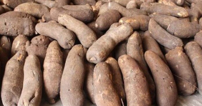 improved yam varieties