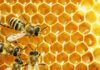 4 Types of Bees For Good Beekeeping and Honey Production beekeeping types of bees