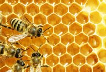 beekeeping types of bees