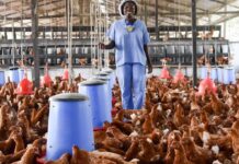 poultry housing system Successful Poultry Farmers
