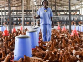 poultry housing system Successful Poultry Farmers