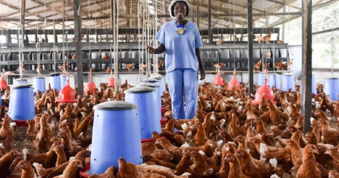 poultry housing system Successful Poultry Farmers