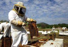 Where is the Best Place to Put Apiary or Beehives in Beekeeping? beehives apiary beekeeping