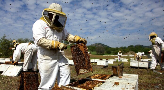 beehives apiary beekeeping