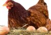 12 Shocking Reasons Behind the Low Egg Production in Poultry poultry egg production