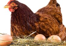 poultry egg production