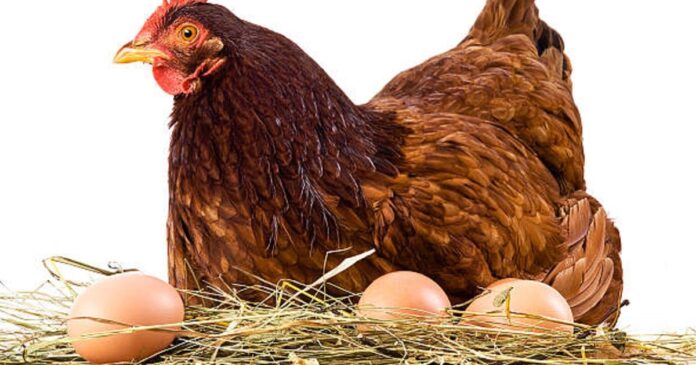 poultry egg production