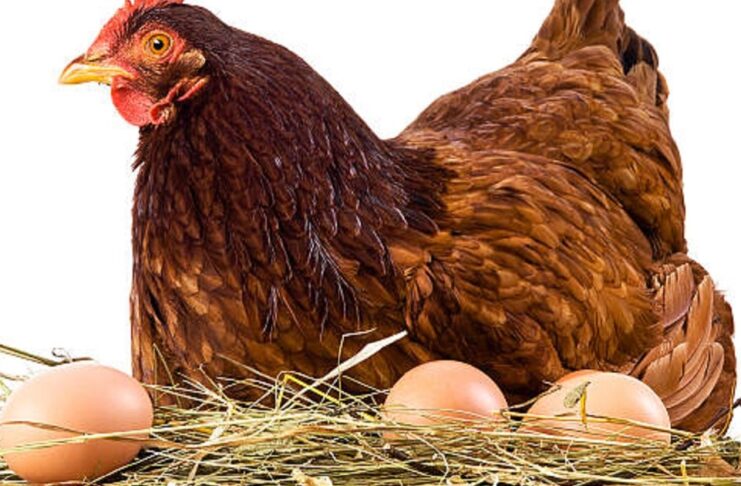 poultry egg production