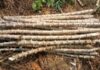 How to Determine the Quality of Cassava Planting Materials/Stem Cuttings quality cassava planting materials