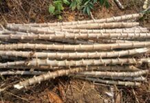 How to Determine the Quality of Cassava Planting Materials/Stem Cuttings quality cassava planting materials