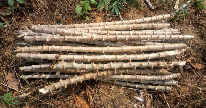 How To Determine The Quality Of Cassava Planting Materials Stem Cuttings Nobowa Com