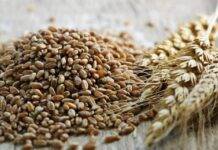 Health Benefits of Wheat