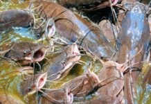 Commercial Fish Farming: 5 Key Things You Need to Know Before You Start commercial fish farming