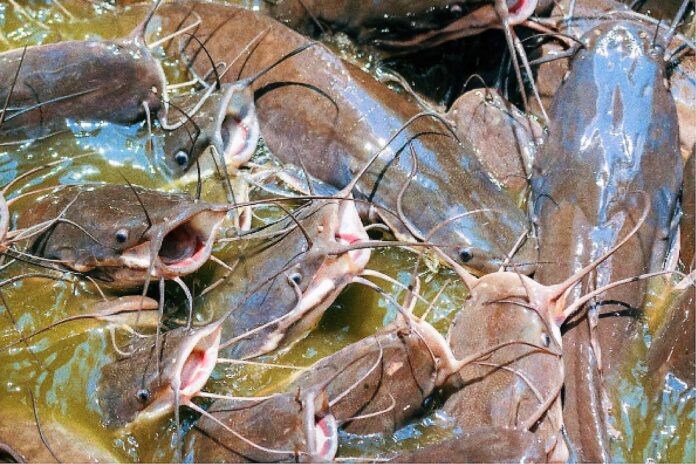 commercial fish farming