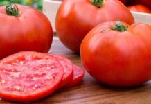11 Incredible Health Benefits of Tomatoes and Nutrition Facts health benefits of tomatoes and tomato nutrition facts