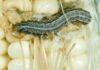 Detailed Life Cycle of Fall Armyworm With Clear Illustrative Diagram life cycle of fall armyworm