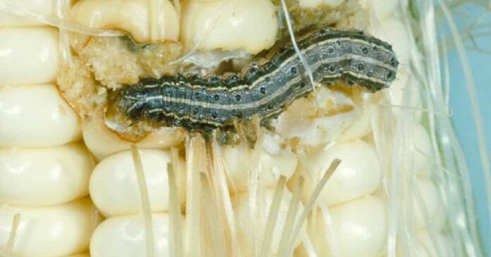 life cycle of fall armyworm