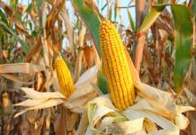 Maize Production under No-till
