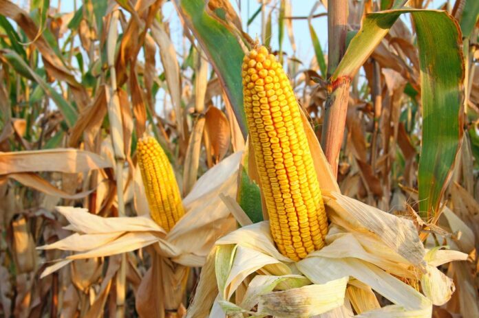 Maize Production under No-till