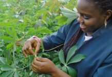 How to Increase Africa’s Youth Interest and Engagement In Agriculture africas-youth-in-agriculture