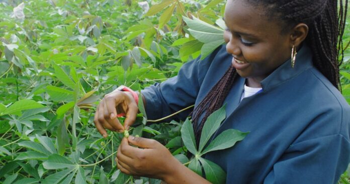 africas-youth-in-agriculture