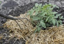 What is Mulch, Types of Mulch and the Best Materials for Mulching? types of mulch, mulch materials