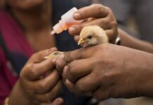 National Poultry Vaccination Schedule