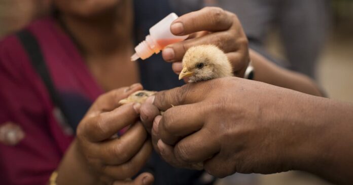 National Poultry Vaccination Schedule