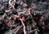 Vermiculture and Vermicomposting; Taking Advantage of Magical Earthworms earthworm benefits vermiculture and vermicomposting