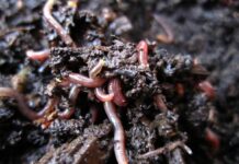 earthworm benefits vermiculture and vermicomposting