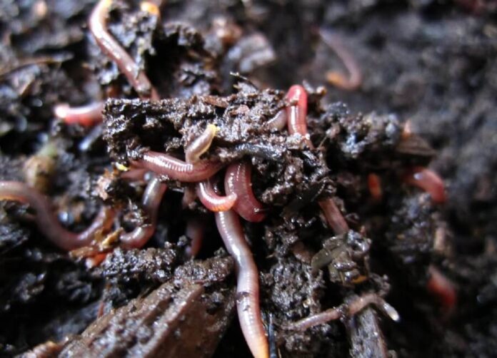 earthworm benefits vermiculture and vermicomposting