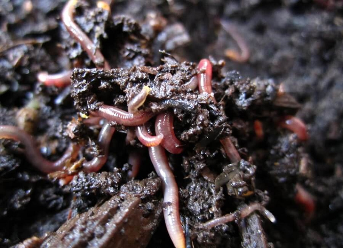 Vermiculture And Vermicomposting; Taking Advantage Of Magical ...