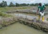 5 Critical Stages In Establishing a Successful Earthen Pond Fish Farming Business fish pond construction