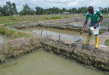5 Critical Stages In Establishing a Successful Earthen Pond Fish Farming Business fish pond construction