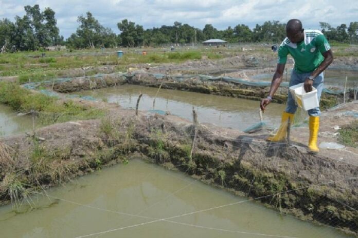 fish pond construction