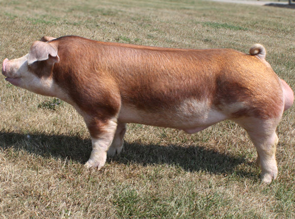 Hereford-Pig breed