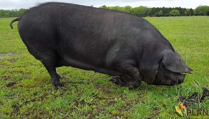 Large-black-pig