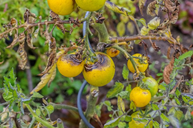 Late blight tomato | NOBOWA.com