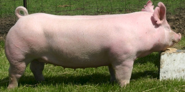 yorkshire pig breed