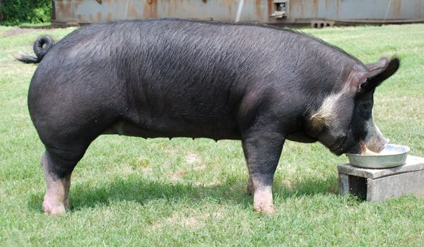 berkshire pig breed